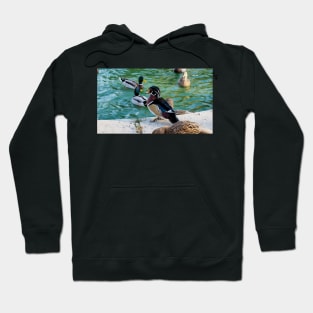 A Wood Duck At My Local Pond Hoodie